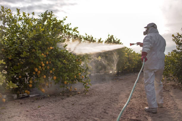 Best Cockroach Control Services  in Weedpatch, CA
