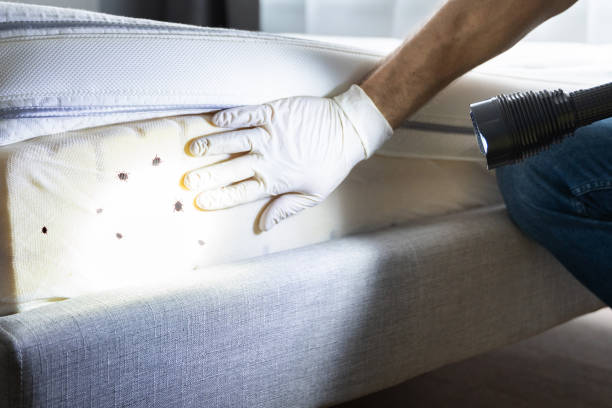 Best Best Pest Control Companies  in Weedpatch, CA