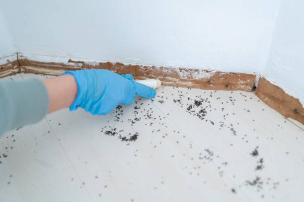Best Best Pest Control Companies  in Weedpatch, CA